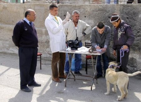 Kuduz ve larva mücadelesi başlıyor