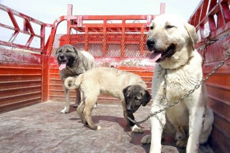 Kuduz ve larva mücadelesi başlıyor