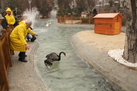 Kuğulupark, kuğularına kavuştu