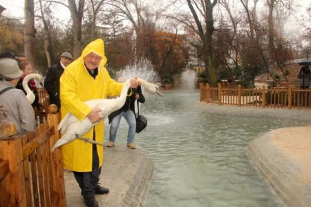 Kuğulupark, kuğularına kavuştu