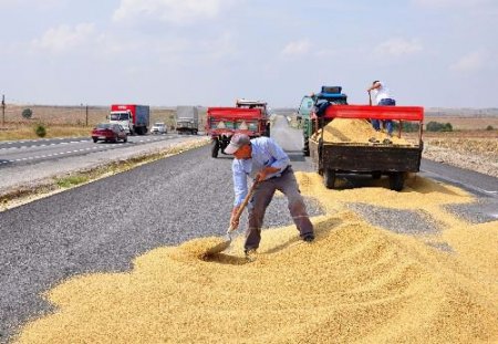 Kullanılmayan Yollar Çeltik Üreticisinin Kurutma Sahası Oldu