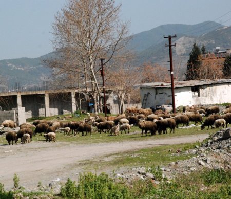 Kültür sitesi ahır olmaktan kurtuluyor