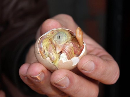 Kuluçka makinesi buzdolabında yumurtadan civciv çıktı