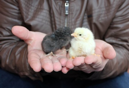 Kuluçka makinesi buzdolabında yumurtadan civciv çıktı