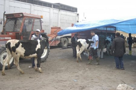 Kulu’da 156 gebe düve dağıtıldı