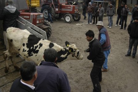 Kulu’da 156 gebe düve dağıtıldı