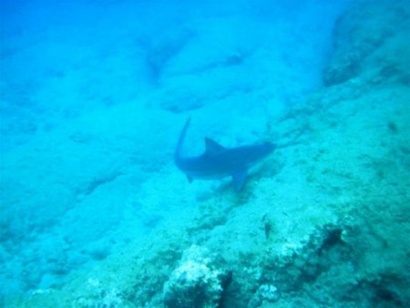 Kum köpekbalıkları yakın takipte