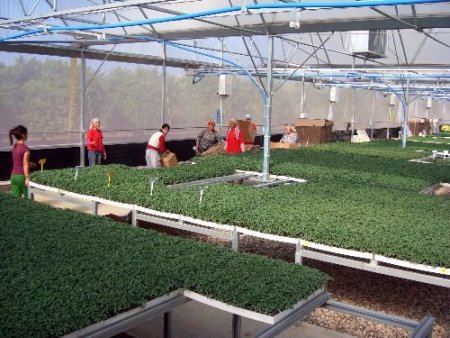 Kumluca Ürettiği Sebzenin Yüzde 95'ini İhraç Ediyor