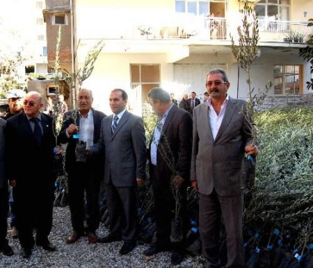 Kumluca Ziraat Odası'ndan Çiftçiye 50 Bin Zeytin Fidanı