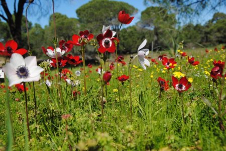 Kumul ormanda açan laleler Sorgun Çamlığı'nı kırmızı beyaza bürüdü