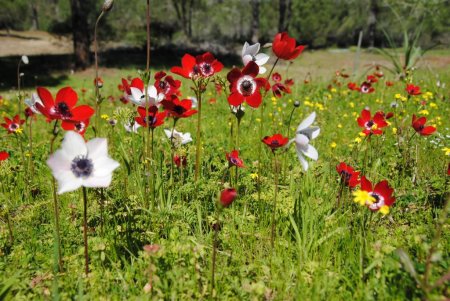 Kumul ormanda açan laleler Sorgun Çamlığı'nı kırmızı beyaza bürüdü