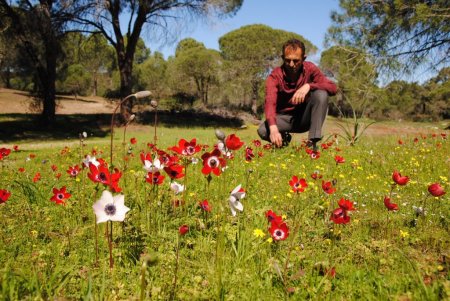 Kumul ormanda açan laleler Sorgun Çamlığı'nı kırmızı beyaza bürüdü