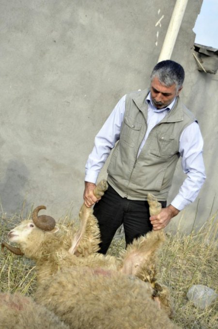Kurban Bayramı Azerbaycan’da coşkuyla kutlanıyor