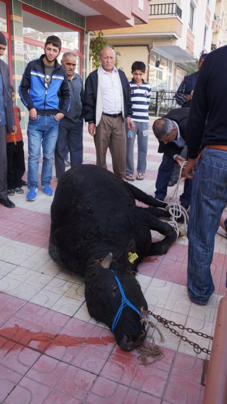 Kurban olmaktan kaçarken, mundar oluyordu