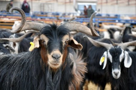 Kurban Pazarında Hareketlilik Başladı