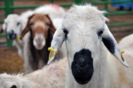 Kurban Pazarında Hareketlilik Başladı