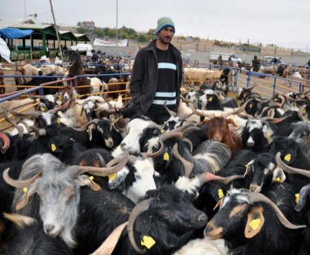 Kurban Pazarında Hareketlilik Başladı