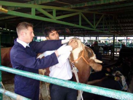 Kurban pazarlarında hijyen denetimi sürüyor