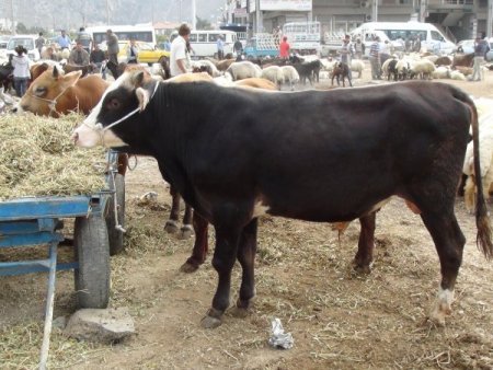 Kurban satıcıları Suriye’den gelen kurbanlıklardan şikayetçi