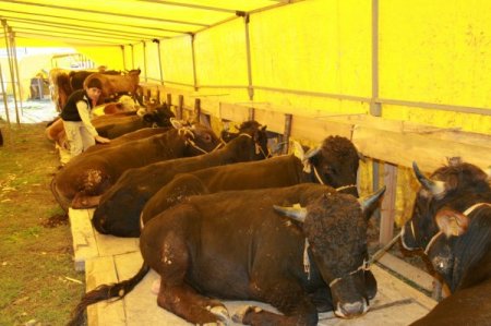 Kurbanına eziyet edenler yandı