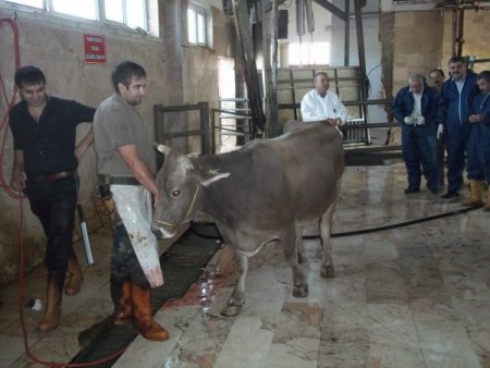 Kurbanları sertifikalı kasaplar kesecek