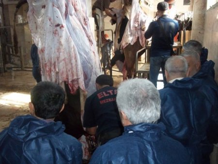 Kurbanları sertifikalı kasaplar kesecek