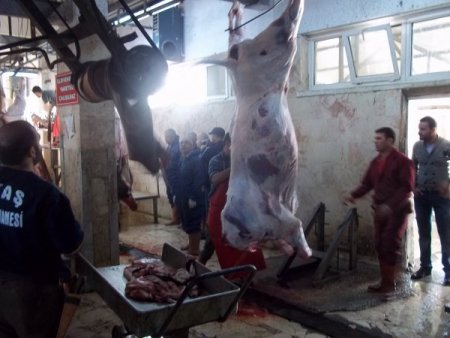 Kurbanları sertifikalı kasaplar kesecek