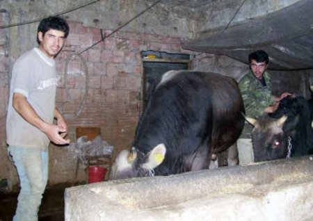 Kurbanlık Alana Tavuk Bedava