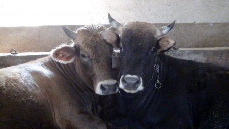 Kurbanlık alırken sağlık raporu ve menşe şahadetnamesine dikkat