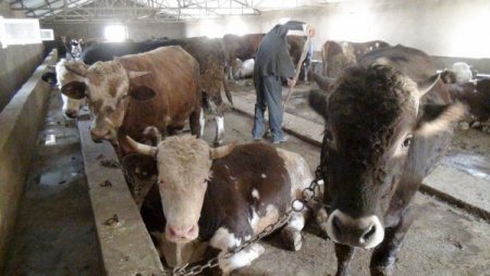 Kurbanlık alırken sağlık raporu ve menşe şahadetnamesine dikkat