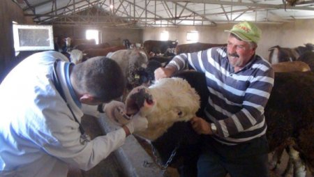 Kurbanlık alırken sağlık raporu ve menşe şahadetnamesine dikkat