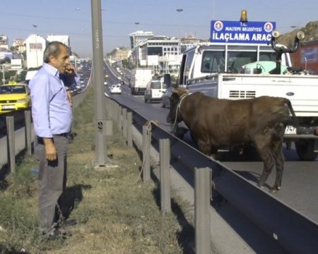 Kurbanlık boğa E-5’i birbirine kattı