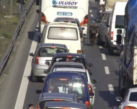 Kurbanlık boğa E-5’i birbirine kattı