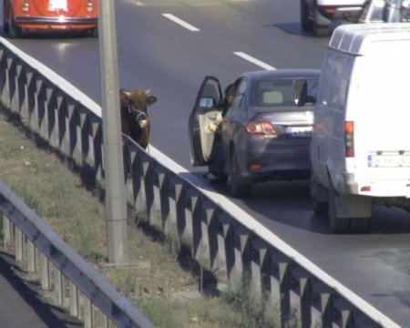 Kurbanlık boğa E-5’i birbirine kattı