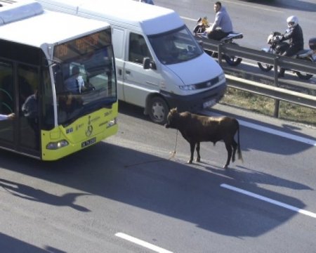 Kurbanlık boğa E-5’i birbirine kattı