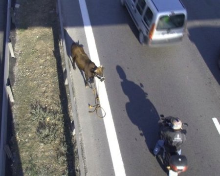 Kurbanlık boğa E-5’i birbirine kattı