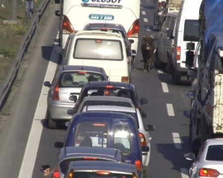 Kurbanlık boğa E-5’i birbirine kattı