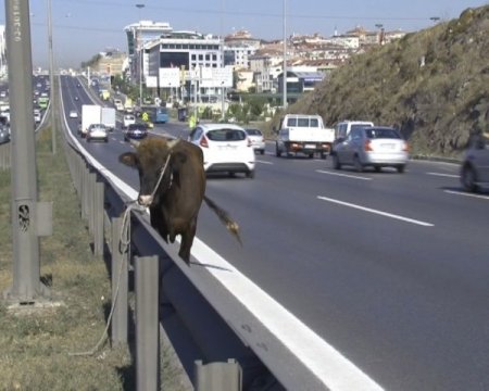 Kurbanlık boğa E-5’i birbirine kattı