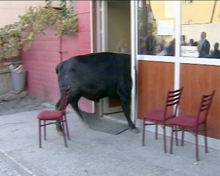 Kurbanlık boğa kahvehaneyi birbirine kattı (Özel)