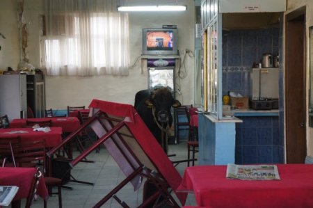 Kurbanlık boğa kahvehaneyi birbirine kattı (Özel)