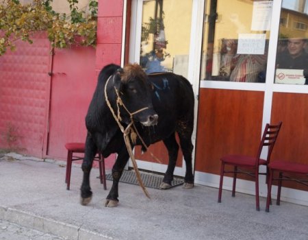 Kurbanlık boğa kahvehaneyi birbirine kattı (Özel)