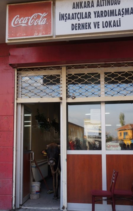 Kurbanlık boğa kahvehaneyi birbirine kattı (Özel)