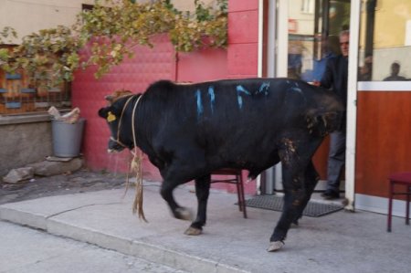Kurbanlık boğa kahvehaneyi birbirine kattı (Özel)