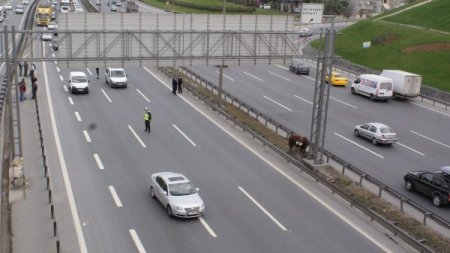 Kurbanlık boğa TEM'de trafiği aksattı