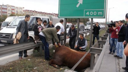 Kurbanlık boğa TEM'de trafiği aksattı