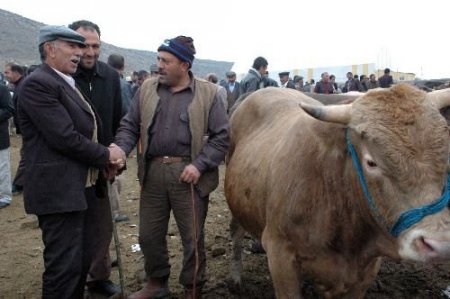 Kurbanlık Fiyatları Bu Sene El Yakacak