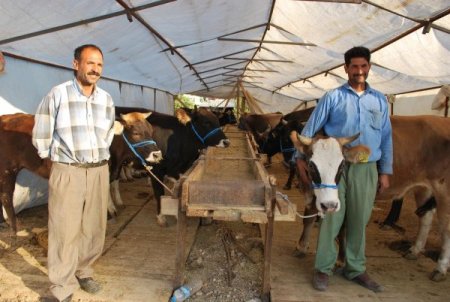 Kurbanlık hayvan satıcıları masrafların çokluğundan dertli