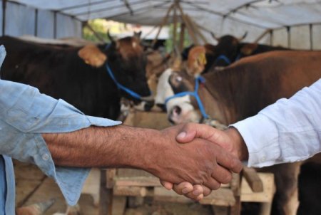 Kurbanlık hayvan satıcıları masrafların çokluğundan dertli
