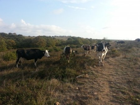Kurbanlık ineklere haciz şoku