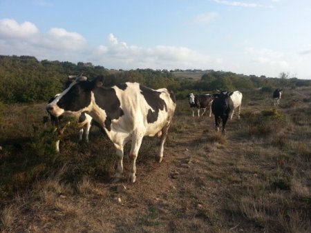 Kurbanlık ineklere haciz şoku